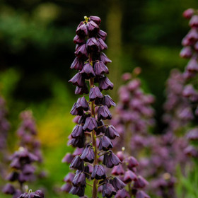Fritillaria Queen of Night - 1 Bucata/Pachet