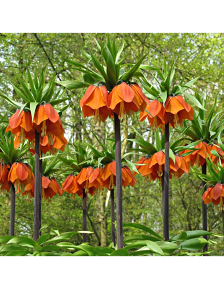 Fritillaria Rubra Orange - 1 Bucata/Pachet