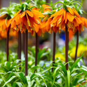 Fritillaria Rubra Orange - 1 Bucata/Pachet 2