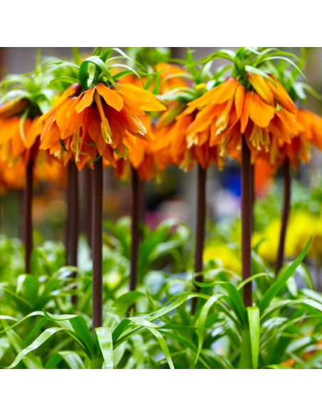 Fritillaria Rubra Orange - 1 Bucata/Pachet