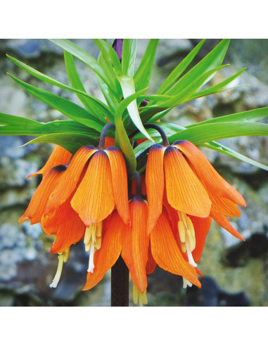Fritillaria Rubra Orange - 1 Bucata/Pachet