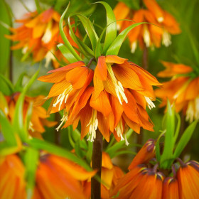 Fritillaria Rubra Orange - 1 Bucata/Pachet