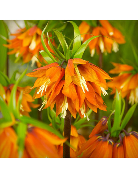 Fritillaria Rubra Orange - 1 Bucata/Pachet