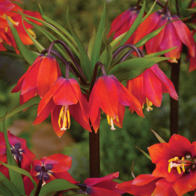 Fritillaria Rubra Red- 1 Bucata/Pachet