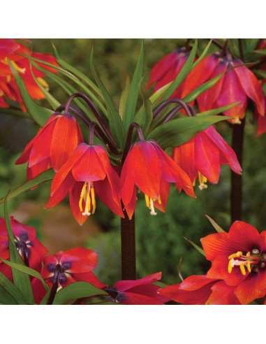 Fritillaria Rubra Red- 1 Bucata/Pachet