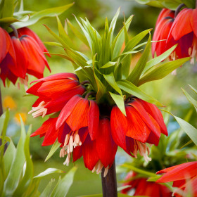Fritillaria Rubra Red- 1 Bucata/Pachet 2