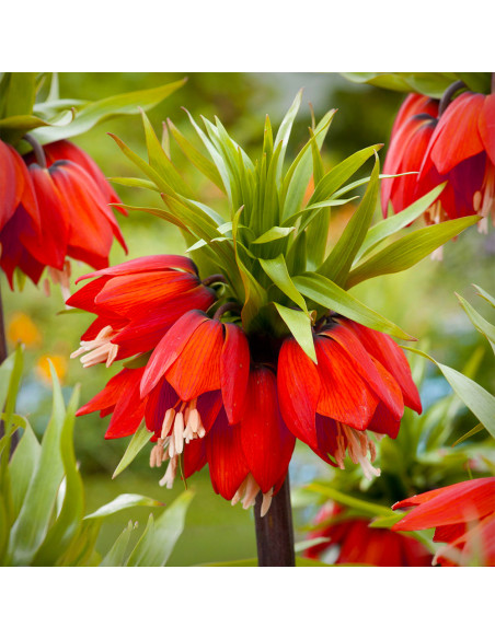 Fritillaria Rubra Red- 1 Bucata/Pachet
