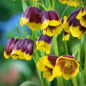 Fritillaria Yellow Purple- 1 Bucata/Pachet 2