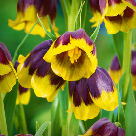 Fritillaria Yellow Purple- 1 Bucata/Pachet
