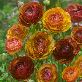 Ranunculus Cafe Picotee - 10 bulbi/pachet