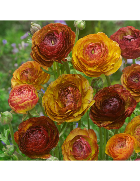 Ranunculus Cafe Picotee - 10 bulbi/pachet