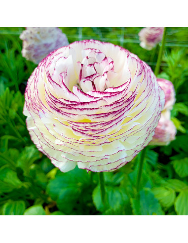 Ranunculus Italian Elegance - 10 bulbi/pachet