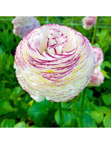 Ranunculus Italian Elegance - 10 bulbi/pachet