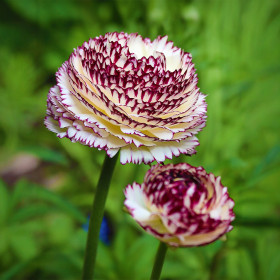 Ranunculus Italian Elegance - 10 bulbi/pachet 2