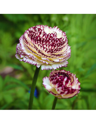 Ranunculus Italian Elegance - 10 bulbi/pachet