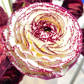 Ranunculus Italian Elegance - 10 bulbi/pachet