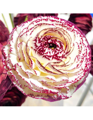 Ranunculus Italian Elegance - 10 bulbi/pachet