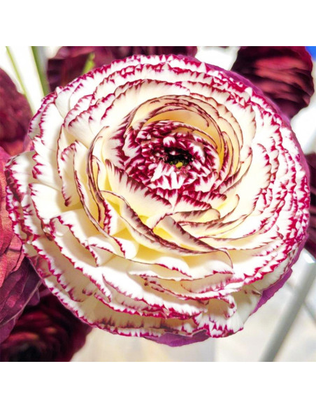 Ranunculus Italian Elegance - 10 bulbi/pachet