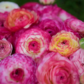Ranunculus Picotee Colection - 10 bulbi/pachet 2