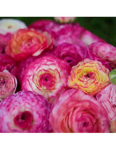 Ranunculus Picotee Colection - 10 bulbi/pachet