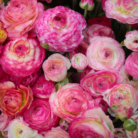 Ranunculus Picotee Colection - 10 bulbi/pachet