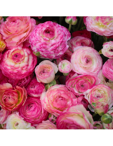 Ranunculus Picotee Colection - 10 bulbi/pachet