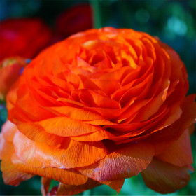 Ranunculus Orange - 10 bulbi/pachet 2