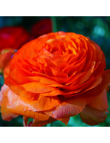 Ranunculus Orange - 10 bulbi/pachet