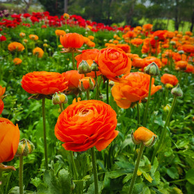 Ranunculus Orange - 10 bulbi/pachet