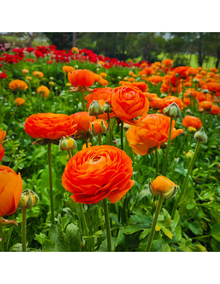 Ranunculus Orange - 10 bulbi/pachet
