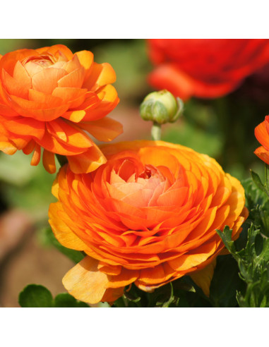 Ranunculus Orange - 10 bulbi/pachet