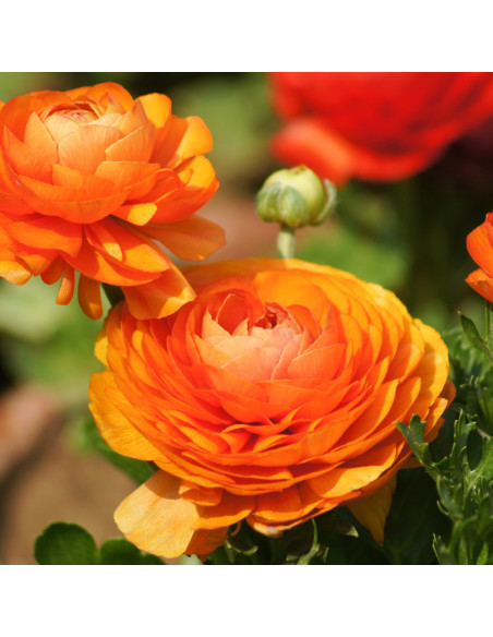 Ranunculus Orange - 10 bulbi/pachet