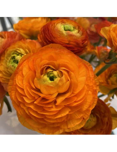 Ranunculus Orange - 10 bulbi/pachet
