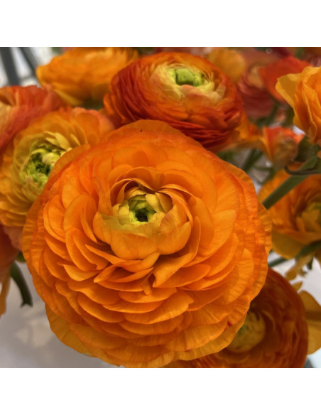 Ranunculus Orange - 10 bulbi/pachet