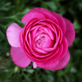 Ranunculus Pink - 10 bulbi/pachet 2