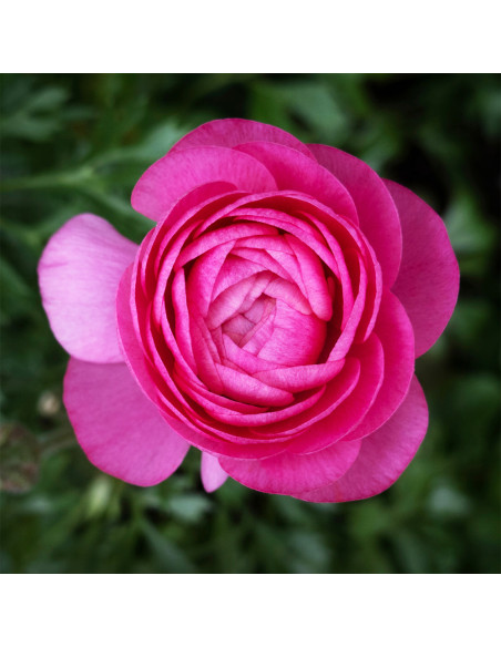 Ranunculus Pink - 10 bulbi/pachet