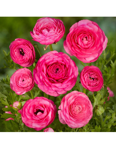 Ranunculus Pink - 10 bulbi/pachet
