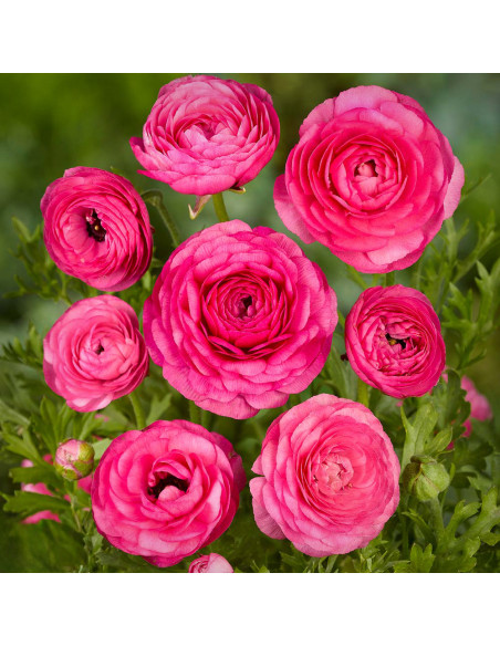 Ranunculus Pink - 10 bulbi/pachet