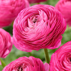Ranunculus Pink - 10 bulbi/pachet