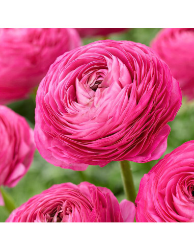 Ranunculus Pink - 10 bulbi/pachet