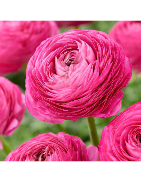 Ranunculus Pink - 10 bulbi/pachet