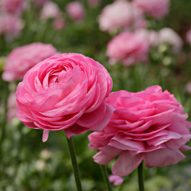 Ranunculus Pink White - 10 bulbi/pachet