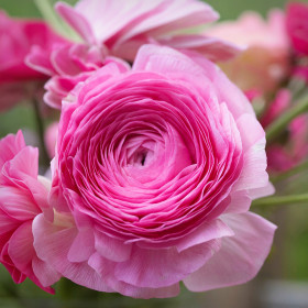Ranunculus Pink White - 10 bulbi/pachet 2