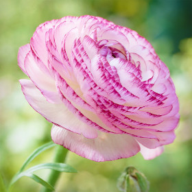Ranunculus Pink Picotee - 10 bulbi/pachet