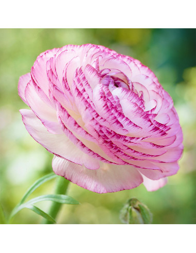 Ranunculus Pink Picotee - 10 bulbi/pachet