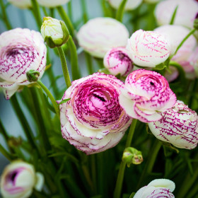 Ranunculus Pink Picotee - 10 bulbi/pachet 2