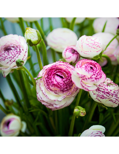 Ranunculus Pink Picotee - 10 bulbi/pachet