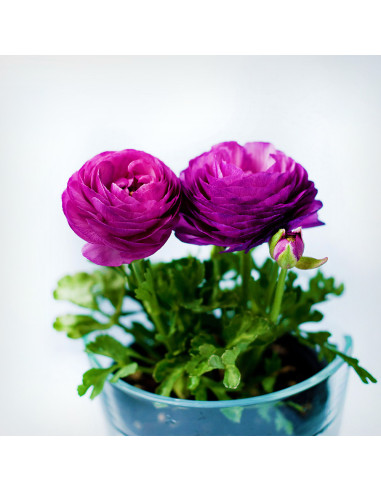 Ranunculus Purple - 10 bulbi/pachet