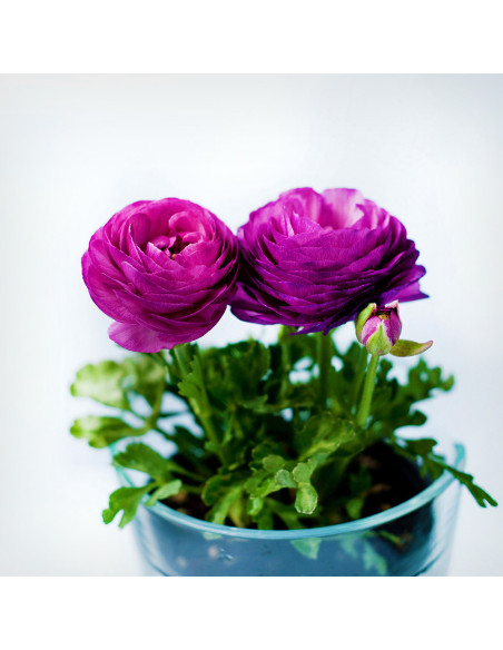 Ranunculus Purple - 10 bulbi/pachet