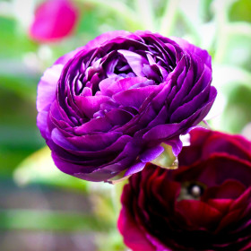 Ranunculus Purple - 10 bulbi/pachet